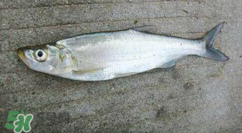 釣翹嘴魚用什么餌料好？翹嘴魚什么時候好釣