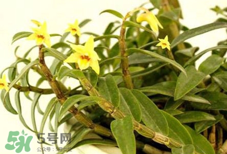 鐵皮石斛花多少錢一斤2017？石斛花多少錢一斤