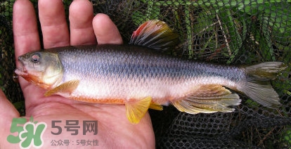馬口魚能長多大？馬口魚最大能長多長？