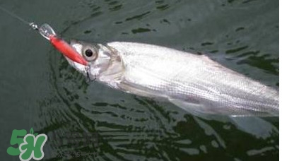 翹嘴魚多少錢一斤2017？翹嘴魚價格
