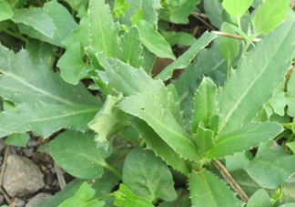 刺兒菜是蒲公英嗎？刺兒菜和蒲公英的區(qū)別