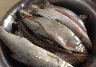 孕婦可以吃白條魚(yú)嗎？白條魚(yú)孕婦能吃嗎？