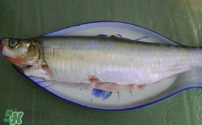 翹嘴魚怎么做好吃？翹嘴魚的做法