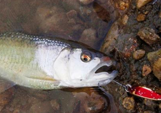 釣馬口魚用什么餌料？釣馬口魚用什么打窩？