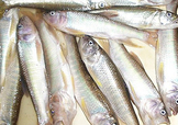 馬口魚怎么吃？馬口魚怎么做好吃？