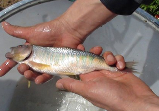 馬口魚喜歡吃什么？馬口魚一般生長在什么地方