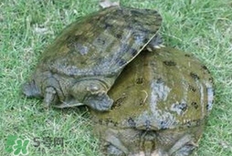 野生甲魚(yú)吃什么？野生甲魚(yú)幾年可以長(zhǎng)5斤？