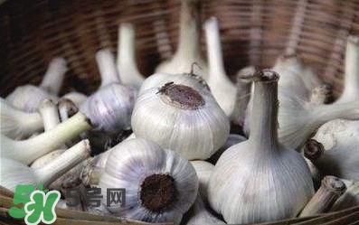 新蒜頭怎么保存不發(fā)芽？新蒜頭怎么存放