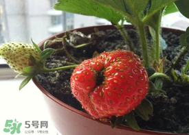 6月份可以種草莓嗎？草莓6月份可以種植嗎？