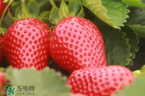 6月份可以種草莓嗎？草莓6月份可以種植嗎？