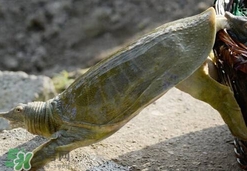 野生甲魚(yú)吃什么？野生甲魚(yú)幾年可以長(zhǎng)5斤？