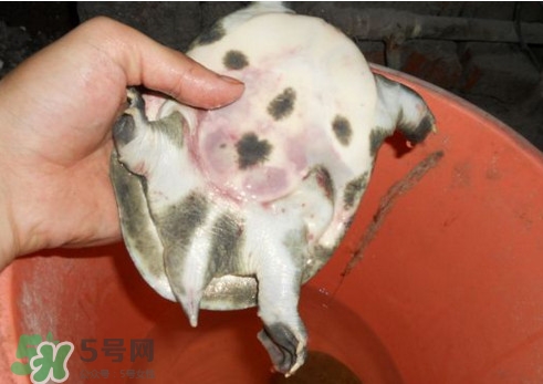 如何區(qū)分野生甲魚？野生甲魚辨識圖片