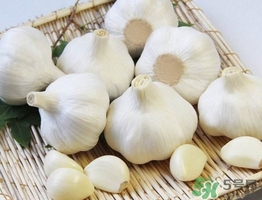 新蒜頭什么時(shí)候上市？新蒜頭幾月份上市