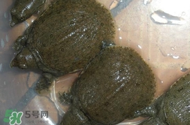 野生甲魚(yú)吃什么？野生甲魚(yú)幾年可以長(zhǎng)5斤？