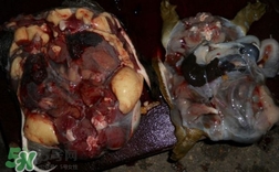 如何區(qū)分野生甲魚？野生甲魚辨識圖片