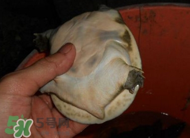 如何區(qū)分野生甲魚？野生甲魚辨識圖片