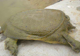 如何區(qū)分野生甲魚(yú)？野生甲魚(yú)辨識(shí)圖片