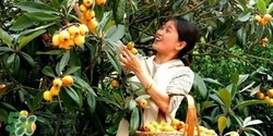 孕婦怎么吃枇杷好？孕婦能吃枇杷膏嗎？