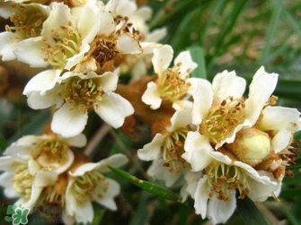 枇杷花怎么煲湯？枇杷花煲湯搭配什么最佳？