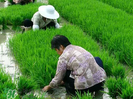 芒種種什么？芒種種什么疏菜？