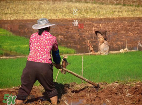 芒種種什么？芒種種什么疏菜？