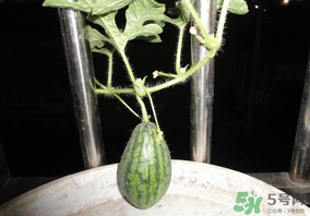 6月份可以種西瓜嗎？六月份還能種西瓜嗎？