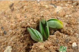 6月份可以種西瓜嗎？六月份還能種西瓜嗎？