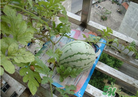 6月份可以種西瓜嗎？六月份還能種西瓜嗎？