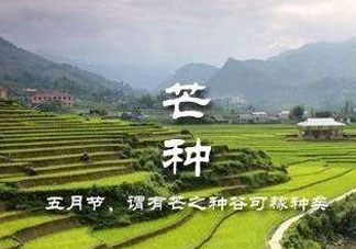 芒種種什么？芒種種什么疏菜？