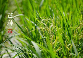 2017年芒種會下雨嗎？2017年芒種雨好嗎？