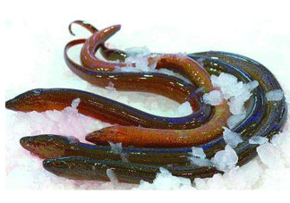 鱔魚死了多久不能吃？剛死的鱔魚能吃嗎？