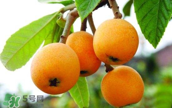 孕婦能吃枇杷嗎？孕婦吃枇杷對(duì)胎兒好嗎？