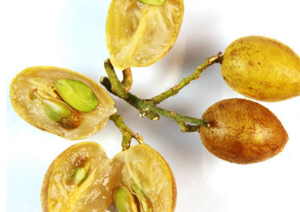 黃皮果有多少種顏色？黃皮果核有什么用處嗎