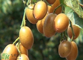 雞心黃皮幾年才掛果？雞心黃皮如何種植管理