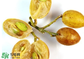 雞心黃皮核可以種植嗎？雞心黃皮核能栽培嗎