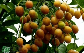 黃皮果怎么扦插？黃皮果種植技術(shù)
