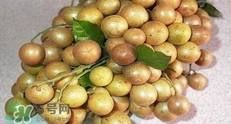 怎么腌制黃皮果？黃皮果的腌制方法