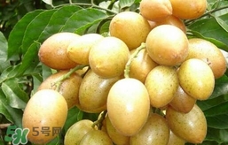 黃皮果怎么扦插？黃皮果種植技術(shù)