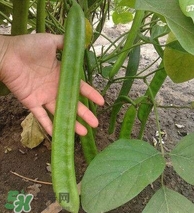刀豆什么時(shí)候播種？刀豆幾月份播種