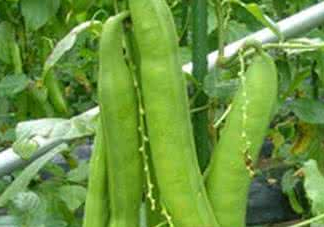 刀豆什么時(shí)候播種？刀豆幾月份播種
