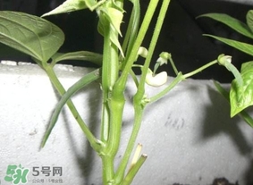 刀豆什么時(shí)候播種？刀豆幾月份播種