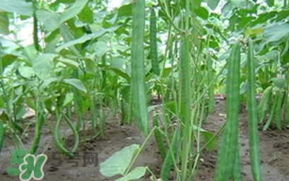 刀豆什么時(shí)候播種？刀豆幾月份播種