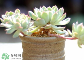 六月份可以買多肉嗎？六月可以種多肉嗎？