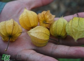 花姑娘水果怎么吃？花姑娘水果吃之前要洗嗎？