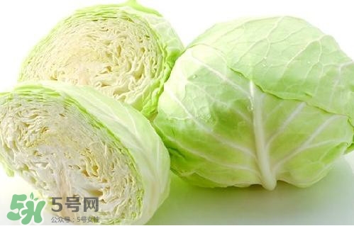 圓白菜是卷心菜嗎？圓白菜是不就是卷心菜