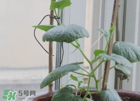 六月份可以種葫蘆嗎？葫蘆幾月份種？