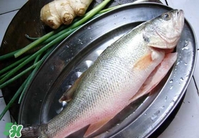 鱸魚是海鮮嗎？鱸魚是不是海鮮？