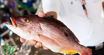 鱸魚刺多嗎？鱸魚適合做給寶寶吃嗎？