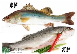 海鱸魚(yú)多少錢一斤2017？淡水鱸魚(yú)多少錢一斤？
