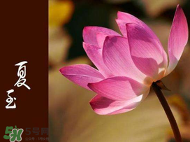 2017年夏至?xí)掠陠幔肯闹料掠暧惺裁凑f法？